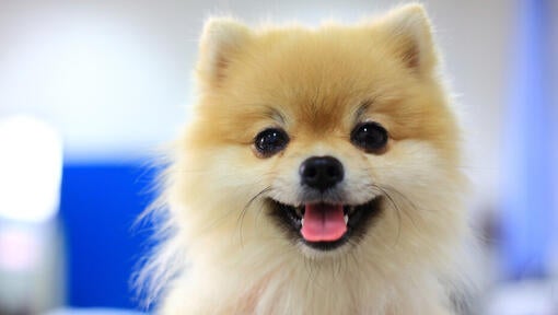 Toy puppy breeds hotsell